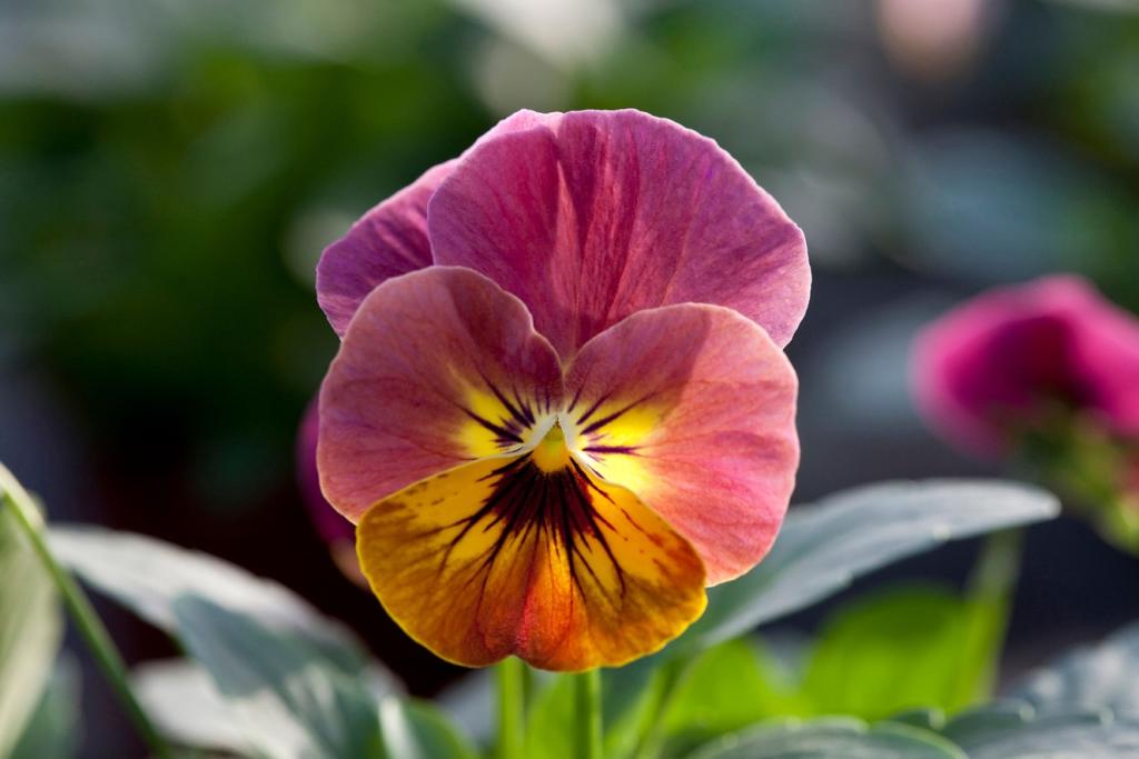 Viola cornuta, 'Bel Viso Pineapple Crush', F1 Hybrid