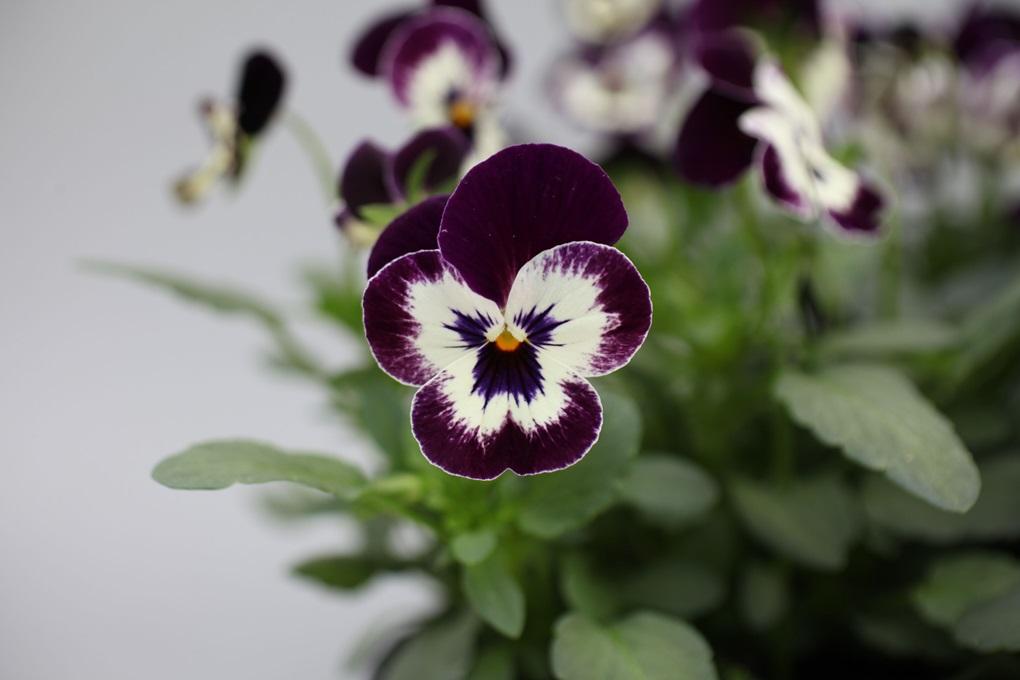 Viola cornuta, 'Bel Viso Victoriana', F1 Hybrid