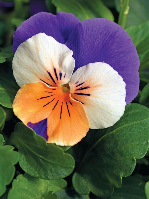 Viola cornuta, 'Penny Peach Jump-Up', F1 Hybrid
