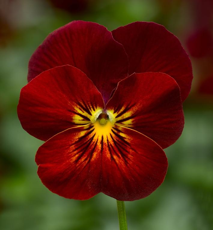 Viola cornuta, 'Endurio Red Flare', F1 Hybrid