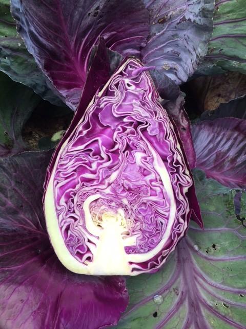 Cabbage, Red, 'Red Bowl'