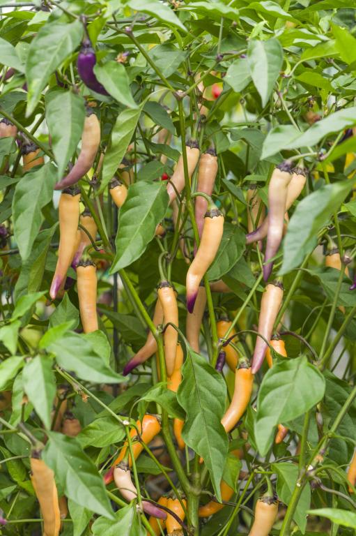 Capsicum, Chilli Pepper, 'Buena Mulata'
