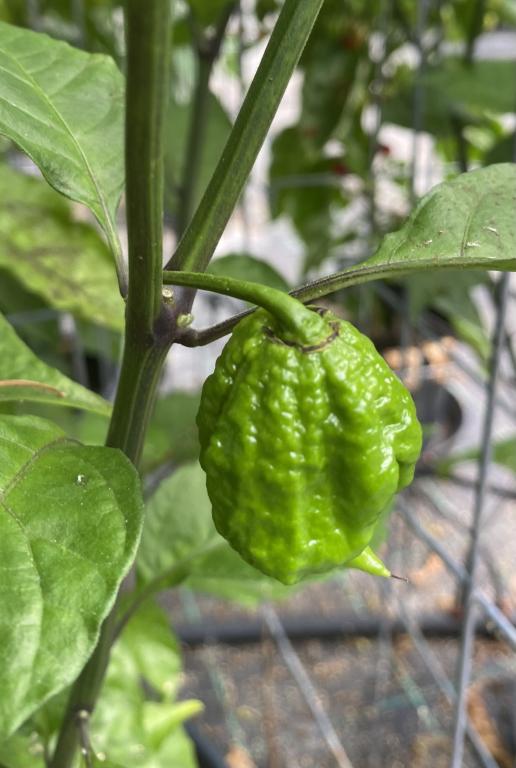 Capsicum, Chilli Pepper, 'Carolina Reaper'