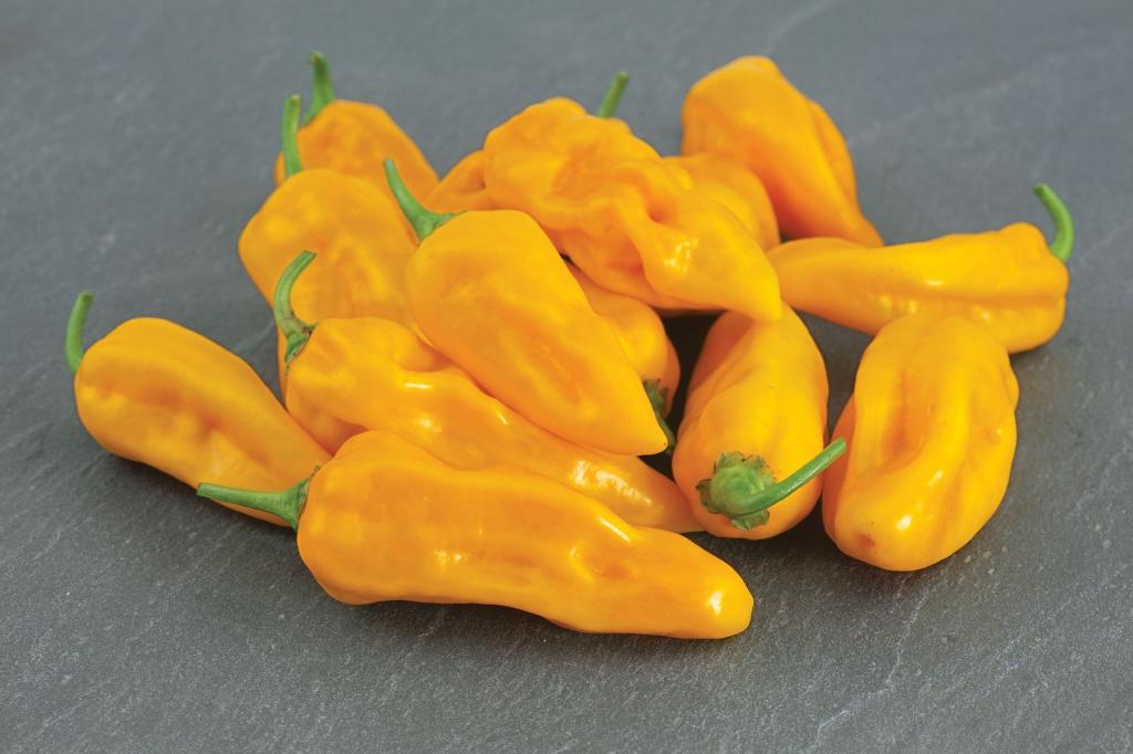 Capsicum, Chilli Pepper, 'Draco Yellow'