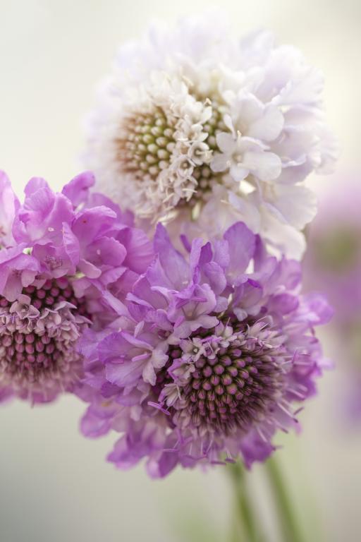 Scabiosa atropurpurea, 'QIS' Formula Mixture