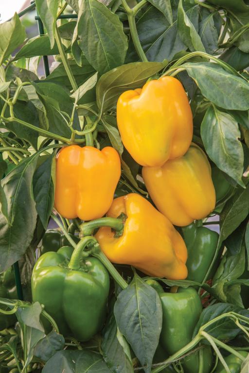 Capsicum, Sweet Pepper, 'Afterglow', F1 Hybrid