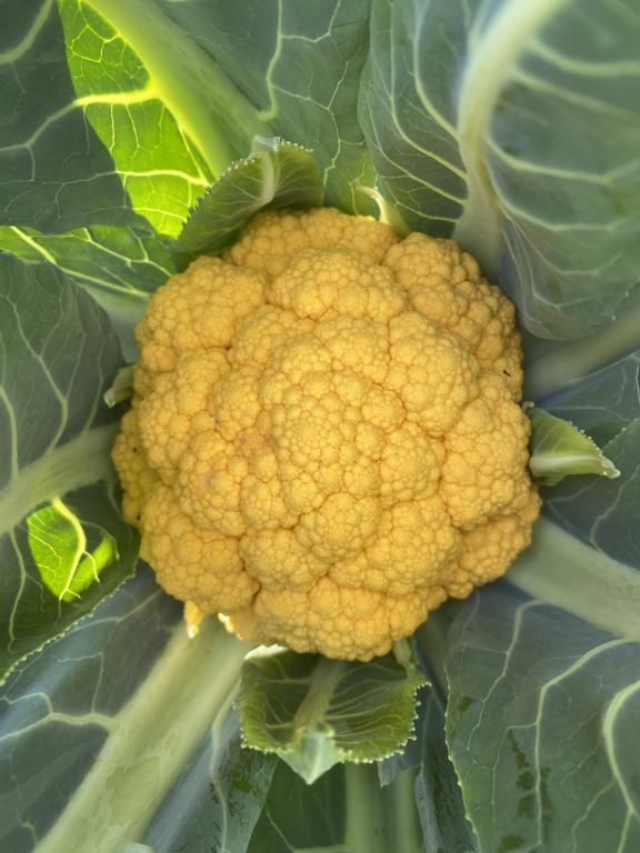 Cauliflower, 'Tangeline', F1 Hybrid