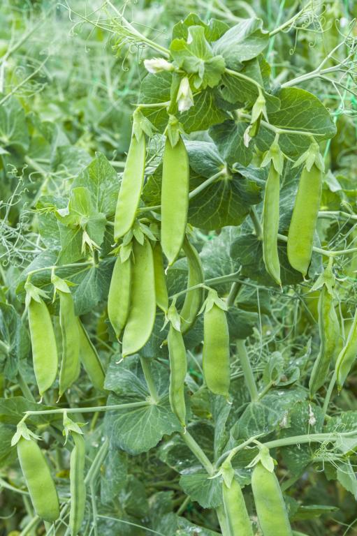 Pea, Mange Tout, 'Snow Max'