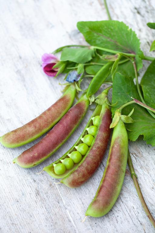 Pea, Petits Pois & Sugar Snap, 'Spring Blush'