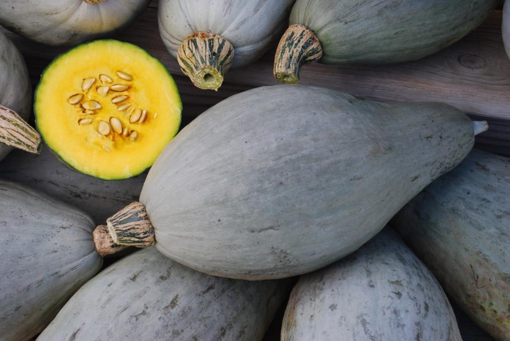 Squash, 'Blue Banana'