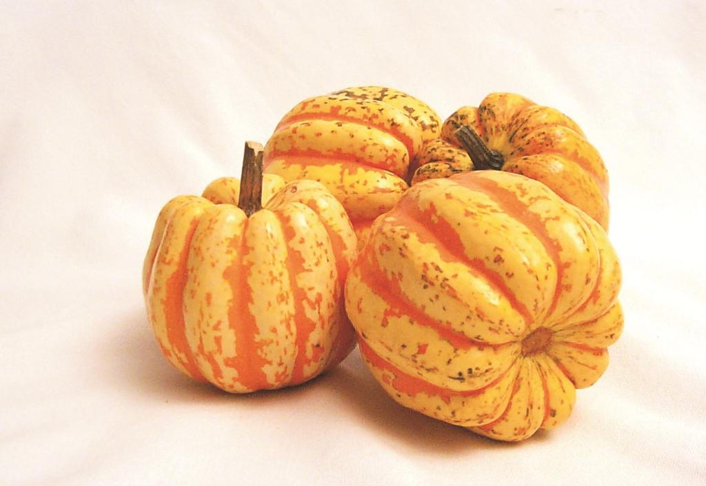 Squash, 'Celebration', F1 Hybrid