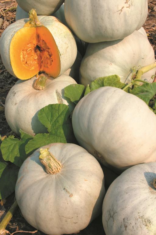 Squash, 'Grey Ghost', F1 Hybrid