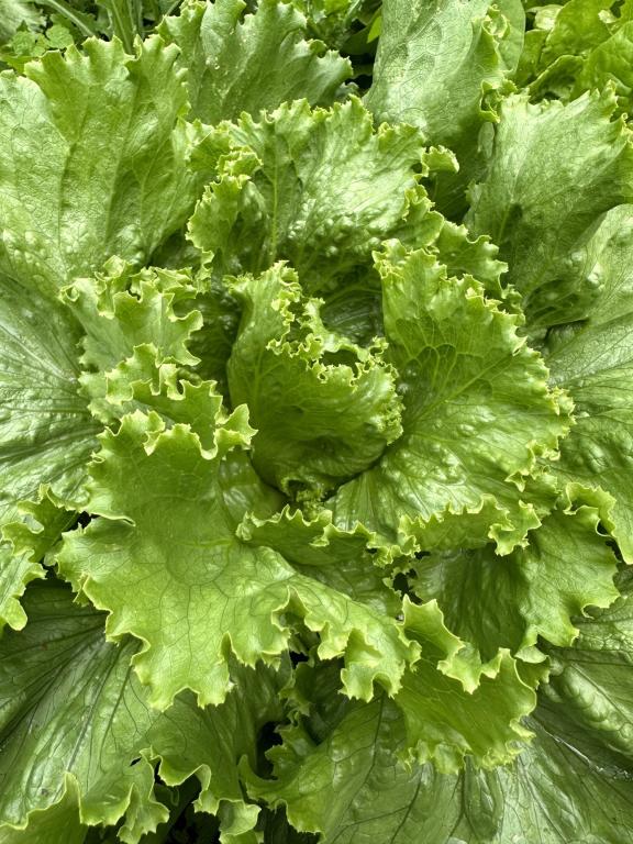 Lettuce, Iceberg & Crisp, 'Webb's Wonderful'