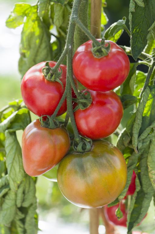 Tomato, Beef, 'Big Pink', F1 Hybrid