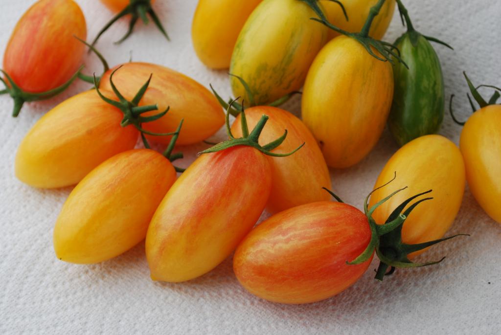 Tomato, Cherry, 'Artisan' Series, 'Artisan Blush Tiger'