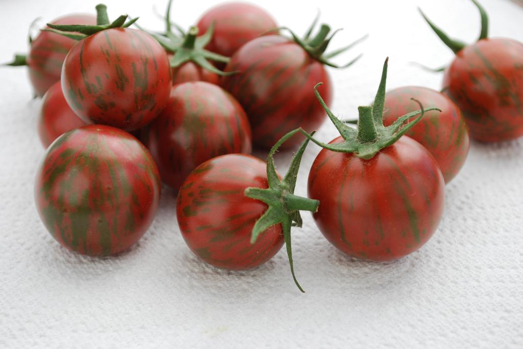 Tomato, Cherry, 'Artisan' Series, 'Artisan Purple Bumble Bee'