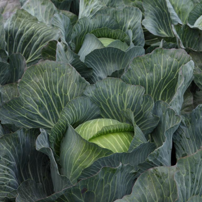 Cabbage, Winter & Ballhead, 'Kilastor', F1 Hybrid