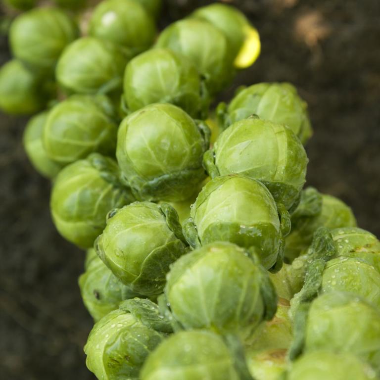 Brussel Sprouts, 'Cryptus', F1 Hybrid