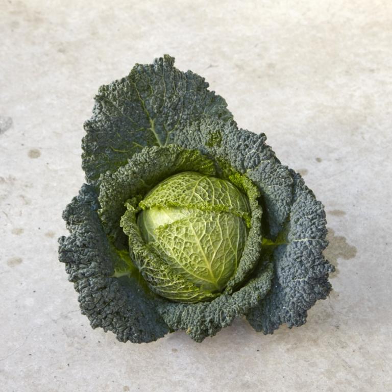 Cabbage, Savoy, 'Cordesa', F1 Hybrid