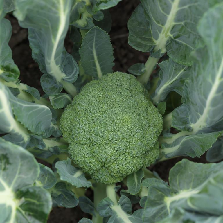 Calabrese, 'Macdui', F1 Hybrid