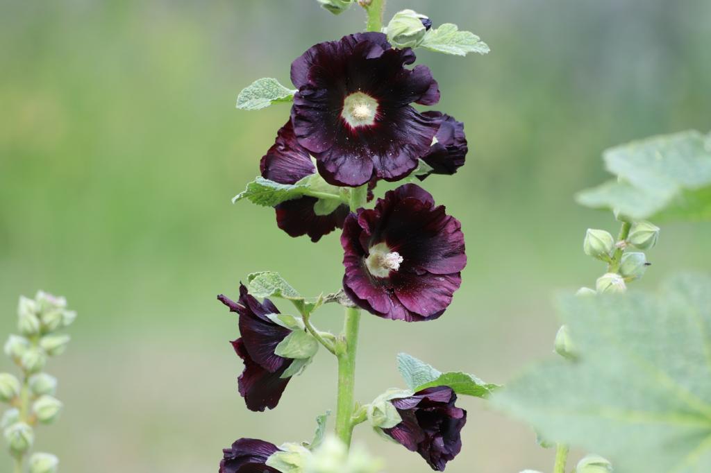 Alcea rosea var. nigra, 'The Watchman'