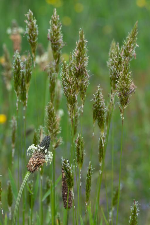 Anthoxanthum odoratum