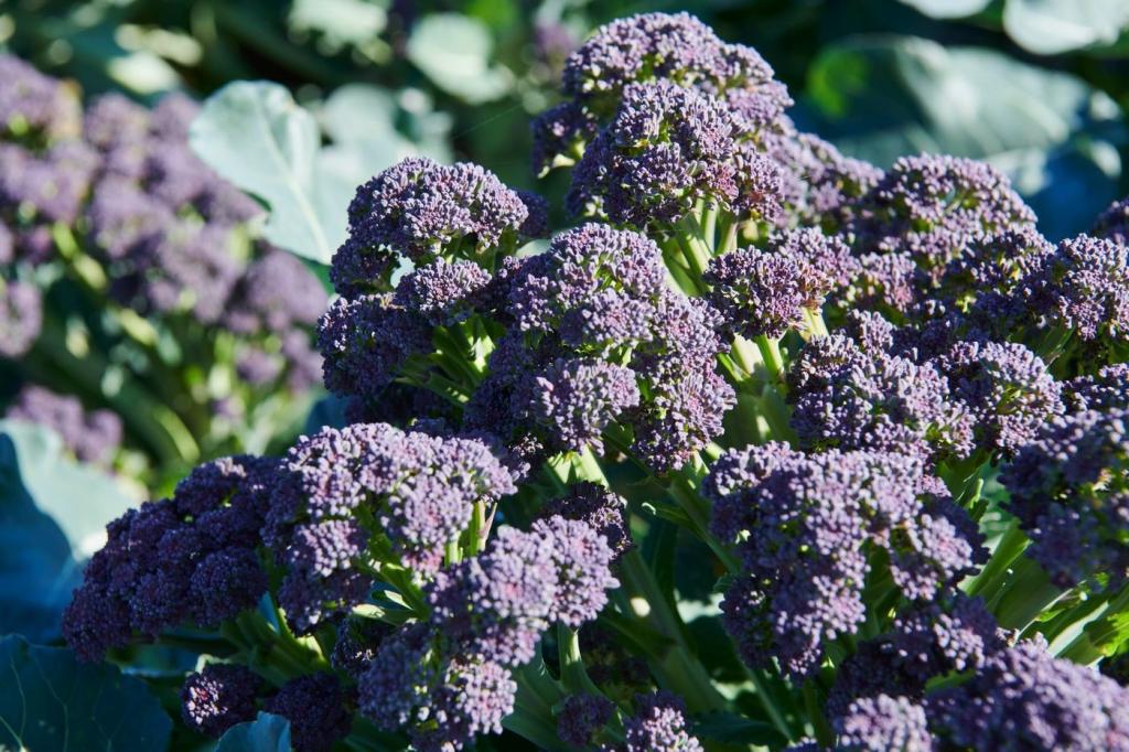 Broccoli, 'Burgundy', F1 Hybrid