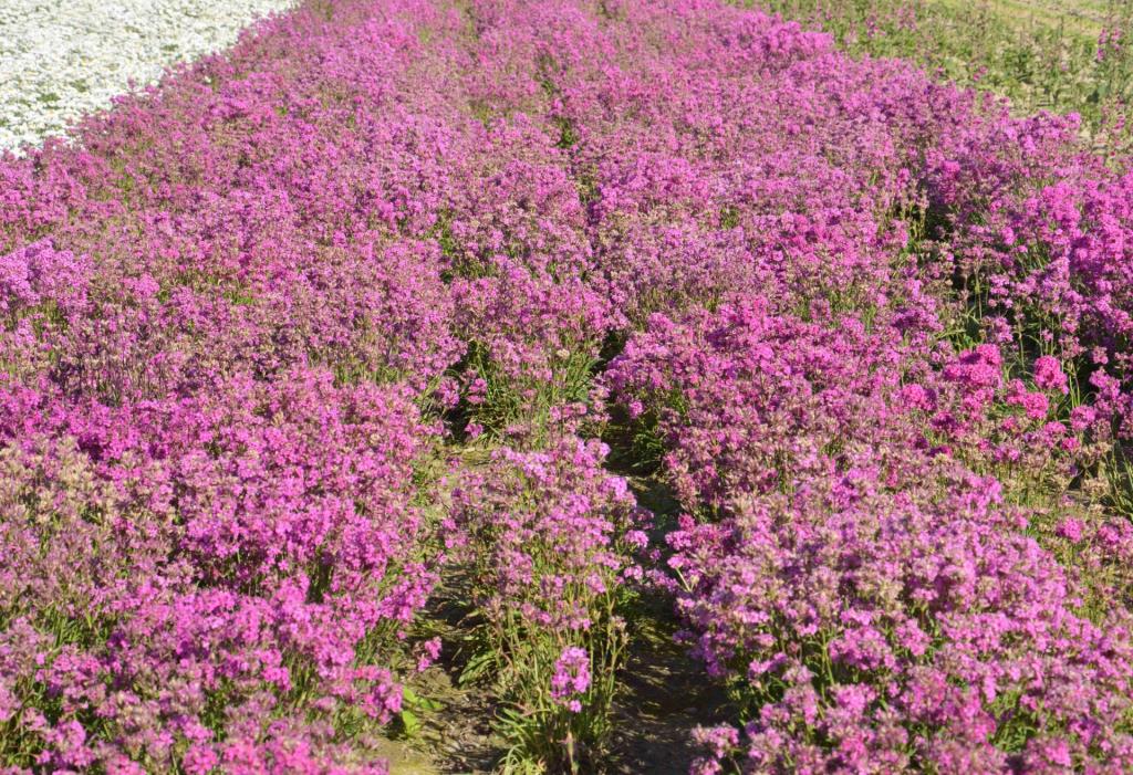 Lychnis viscaria splendens, 'Rosett'