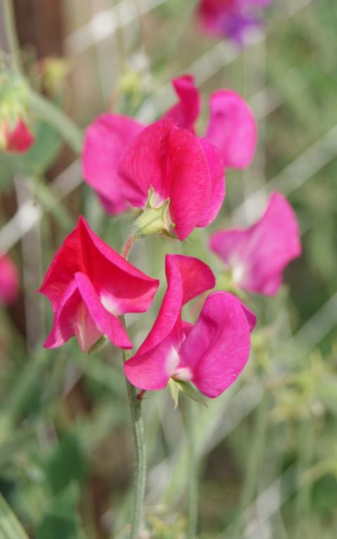 Lathyrus odoratus, 'Lipstick'