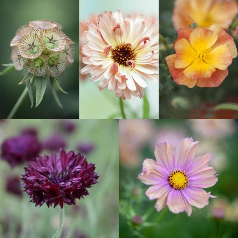 Chelsea Flower Show 2026 - Special Show Collection