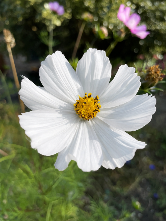 Cosmos bipinnatus, 'Versailles White'
