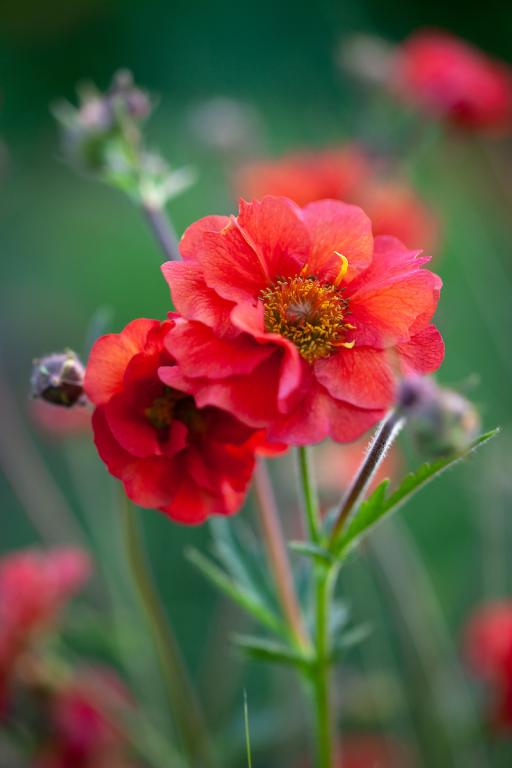 Geum chiloense, 'Mrs. Bradshaw'