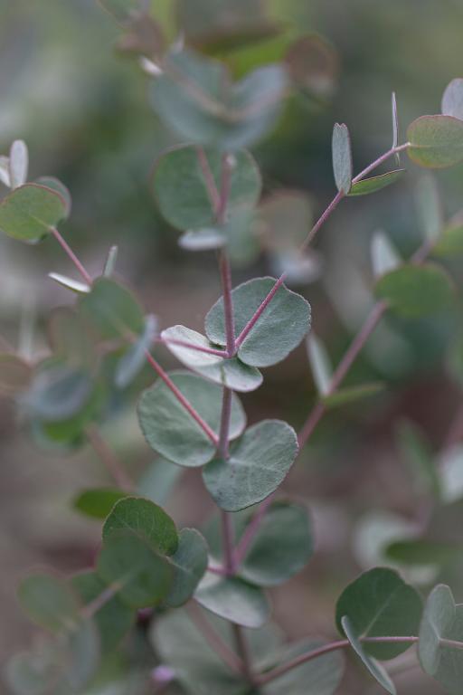 Eucalyptus gunnii
