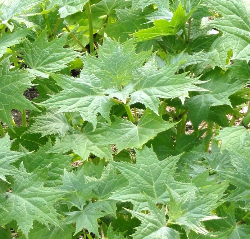 Kirengeshoma palmata