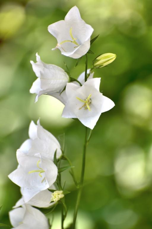 Campanula persicifolia, 'White Bells'