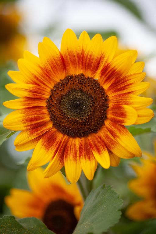 Helianthus annuus, 'Ring of Fire'