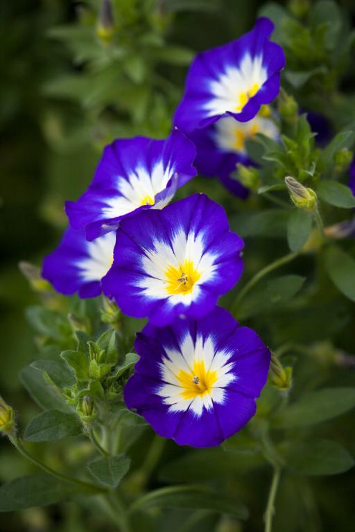 Convolvulus tricolor, 'Royal Ensign'
