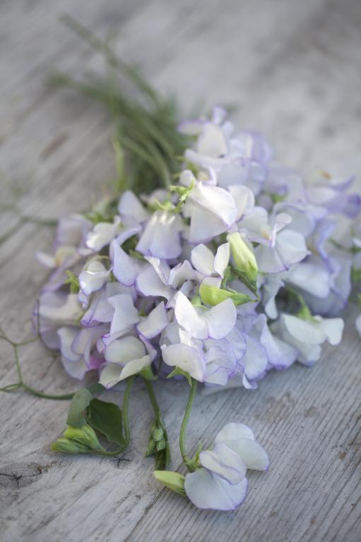 Lathyrus odoratus, 'Albutt Blue'