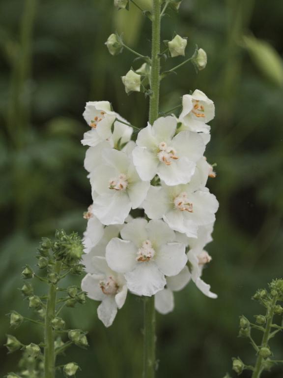Verbascum phoeniceum, 'Flush of White'