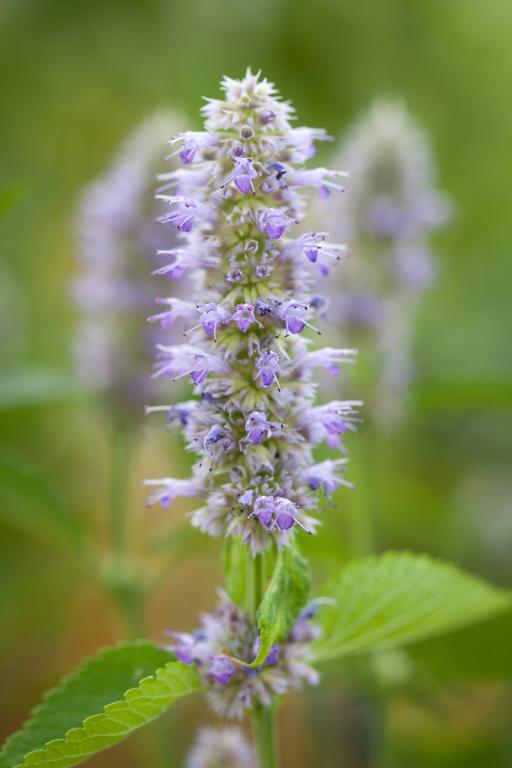 Agastache foeniculum