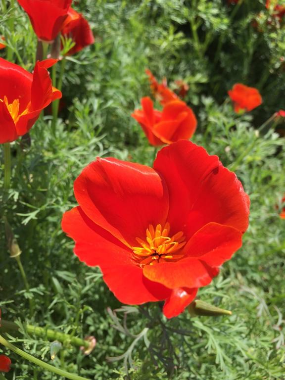 Eschscholzia californica, 'Red Chief'