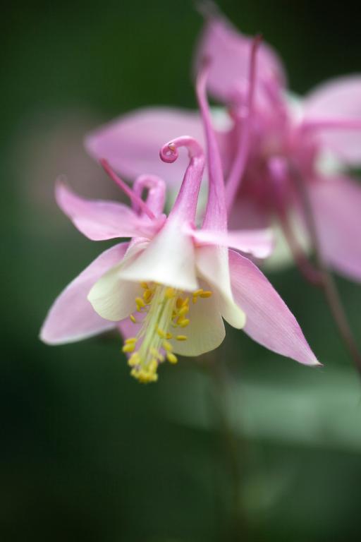 Aquilegia caerulea, 'Rose Queen'