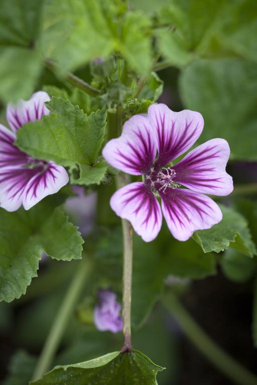 Malva sylvestris, 'Zebrina'
