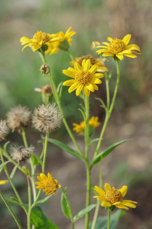 Arnica montana
