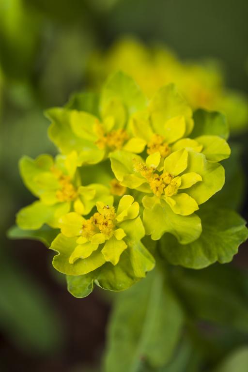 Euphorbia epithymoides