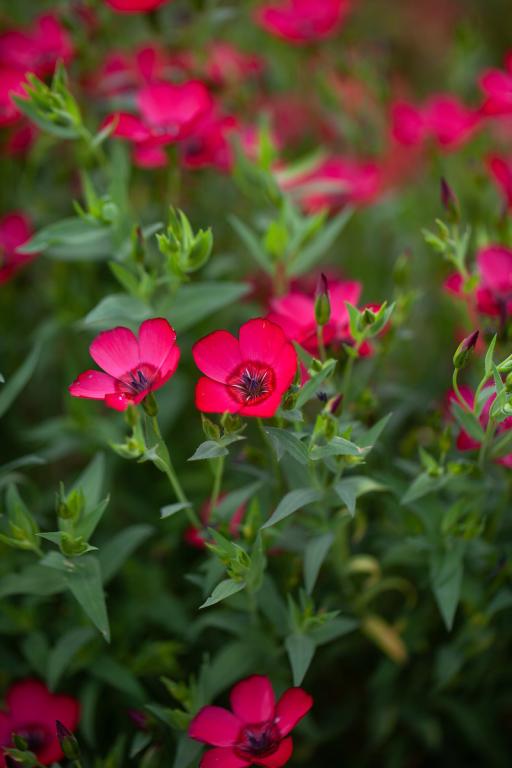 Linum grandiflorum var. rubrum