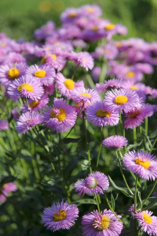 Erigeron speciosus, 'Pink Jewel'