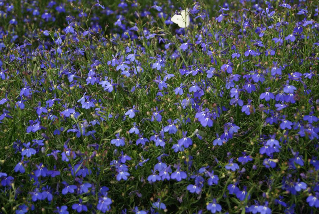 Lobelia erinus pendula, 'Sapphire'