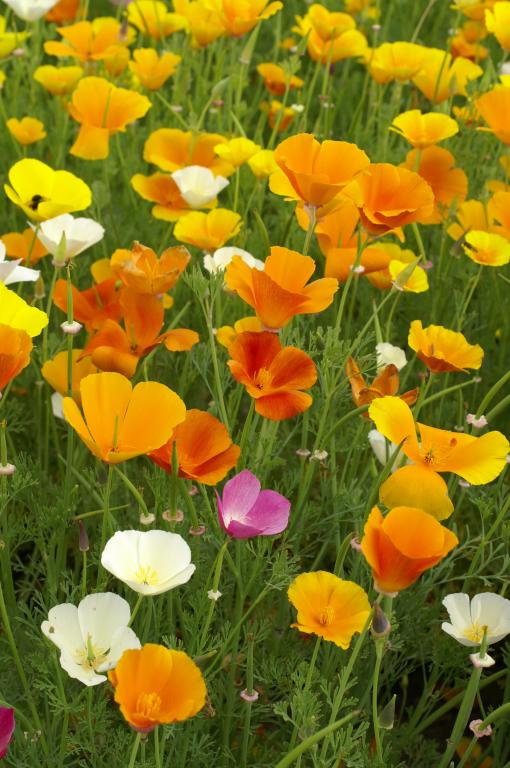 Eschscholzia californica, Mixed