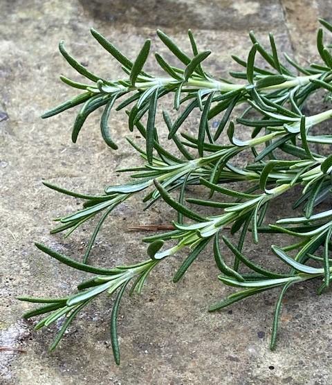 Rosemary